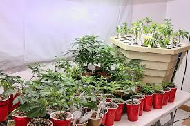 marijuana plants